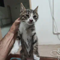 واگذاری گربه dsh نر دو ماهه