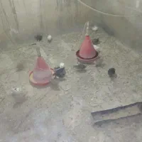 بلدرچین