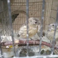 دو عدد سهره قناری عالی