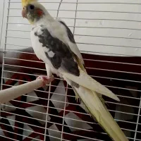 دوتا عروس هلندی