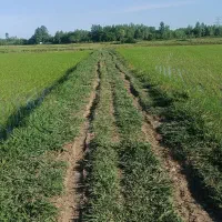 فروش زمین ۲ونیم هکتاری شالیزار تسطیح شده