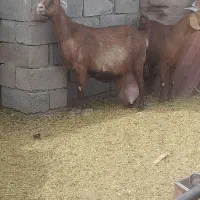 بز نژاد دار