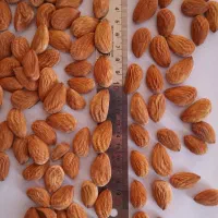 بادام  مامایی شاهرودی محب و ...