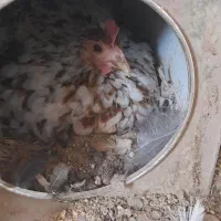 تخم مرغ نطفه دار گلین