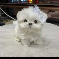 واگذاری هاپو جویی .3700 تومان