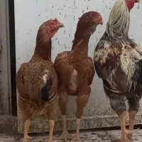 مرغ و خروس لاری مرتب اصیل