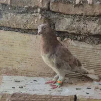 هفرنگ دم سفید