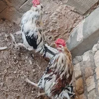 خروس گلین