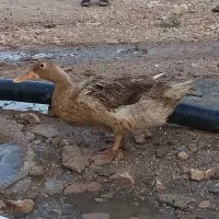 چهار عدد اردک ماده تخم گذار ویک عدد نر.