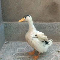 اردک جوان