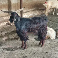 بز نر