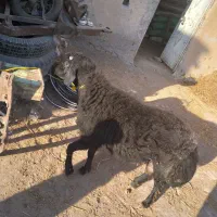 طلای سیاه