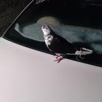 کبوتر ماده