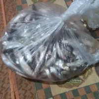 ماهی