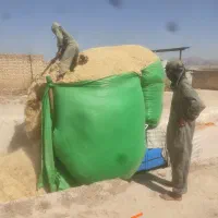 کاه گندم