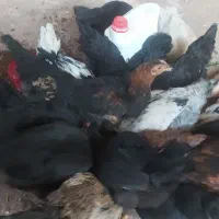 نیمچه مرغ وخروس