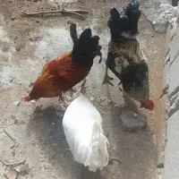 خروس