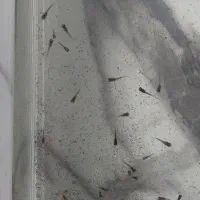 بچه گوپی|ماهی|یزد, |دیوار