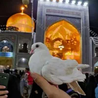 تور مشهد مقدس /)تورزمیـنی بدون پیش پرداخت