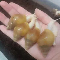 حلزون پوستی