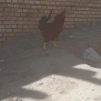 مرغ خروس