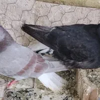 یک جفت کفتر