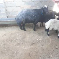 بره قربانی