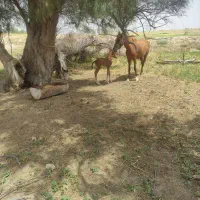 اسب درشور