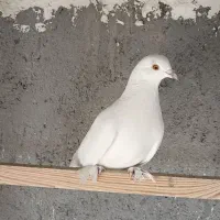 کبوتر