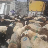 فروش گوسفند زنده جهت قربانی