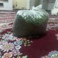 لیزک   محلی کوه نیر
