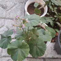 گل ها ی خانگی