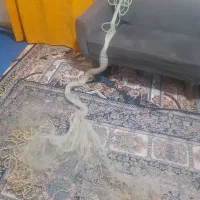 یک عددتورسالیک