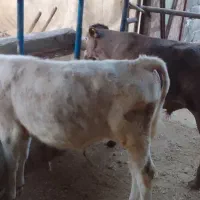 گوساله سیمینتال