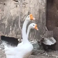 یک جفت قو غاز چینی گردن باریک