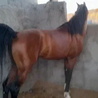 اسب نریون مادیون کره