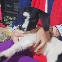 بچه خرگوش لوپ