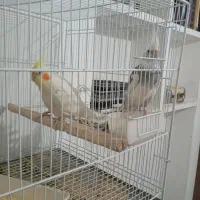 دوجفت عروس آلبینوباجوجه.معاوضه باملنگو جوجه وقناری