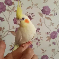 عروس هلندی 3 ماهه