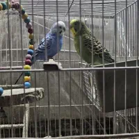 مرغ عشق|پرنده|مشهد, بهار|دیوار