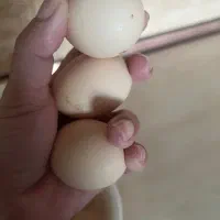 تخم مرغ محلی