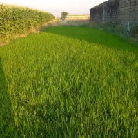 فروش بیست متر نشا