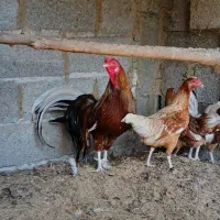 مرغ خروس یوکوهاما و سیلور