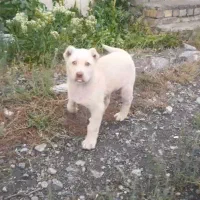 سگ نر