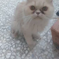گربه