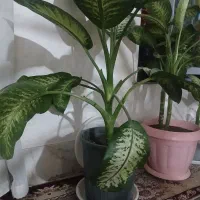 گل دیفن باخیال