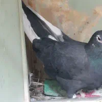 جفت سیاه پلنگ پاک