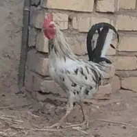 خروس بومی ۱۱ماهه
