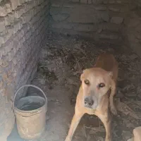 سگ گله فقط 500