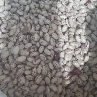 لوبیا چیتی درجه یک